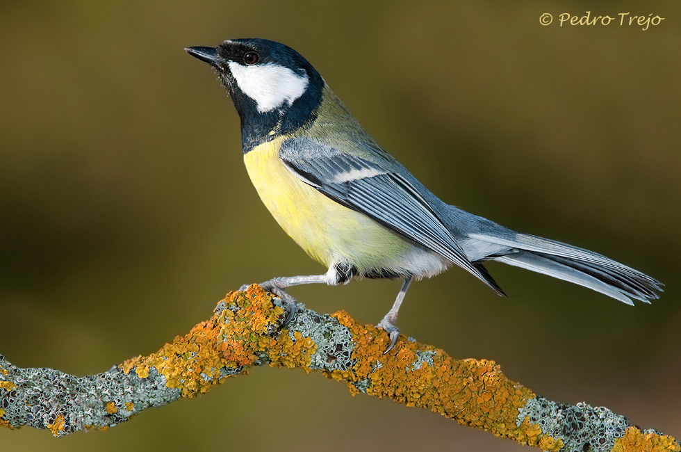 Carbonero común (Parus major)